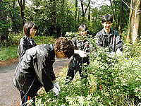 福嶋先生に教えていただいた野草を採集