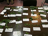 採集した山菜をこのように展示