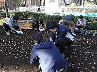 去年11月にこのように球根を仕込みました。